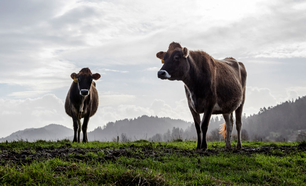 What Does Pasture-Raised Mean? | Humboldt Creamery